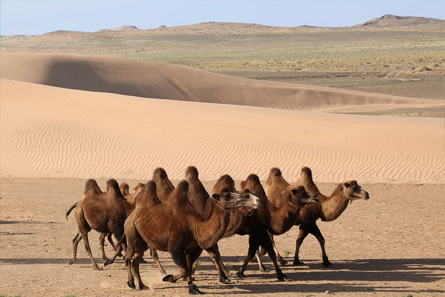 몽골 3박4일 [2030전용] #울란바토르 #어기호수 #엘승타사르해 사막 #노쇼핑노옵션노팁